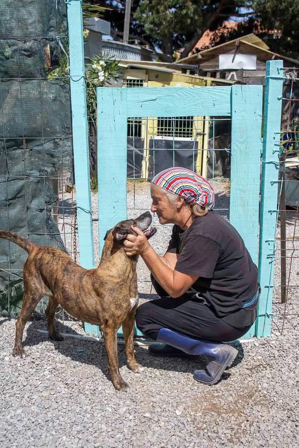 Volunteers and dogs from Canil da Aroeira
