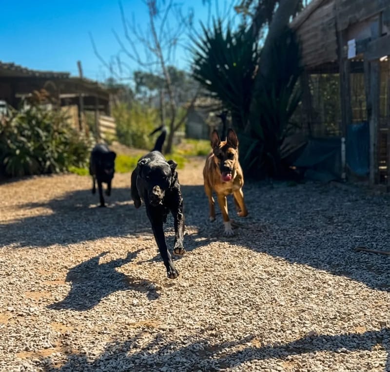 Voluntários com cães